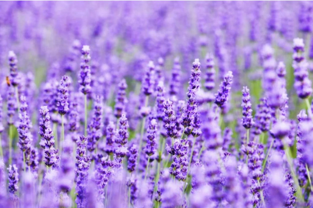 ラベンダー石けん作りセミナーハウス