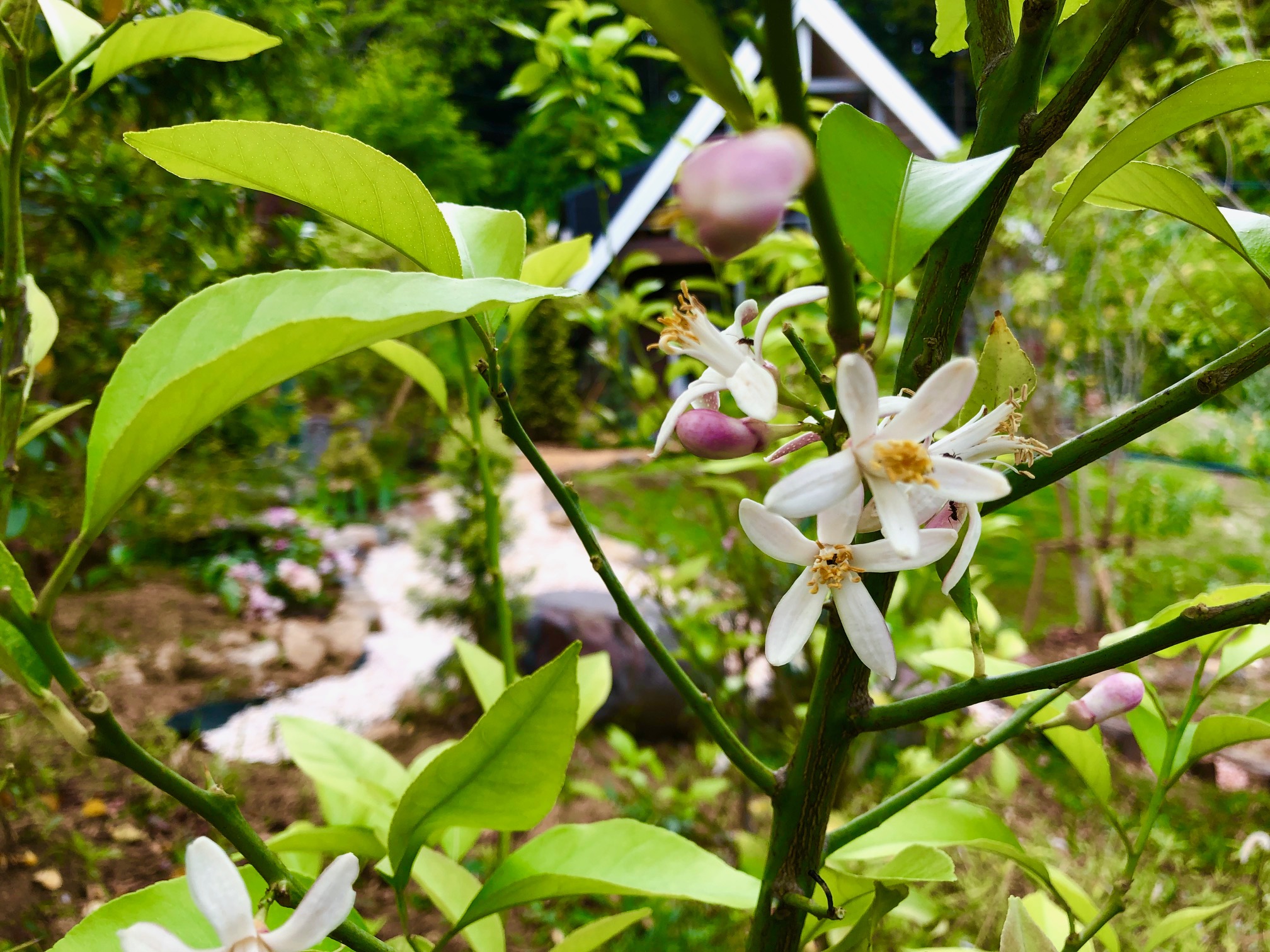 ネロリとレモンの香り
