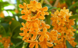 10月26日キンモクセイハンドクリーム作り